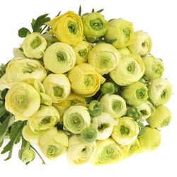Ranunkel creme Bulbilli 40cm