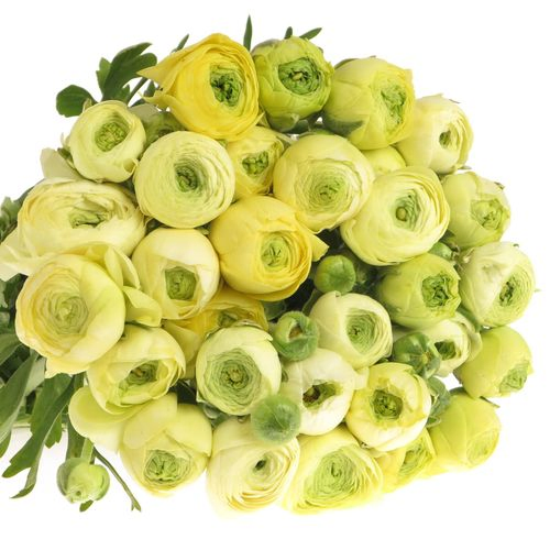 Ranunkel creme Bulbilli 40cm