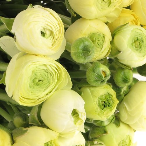 Ranunkel creme Bulbilli 40cm