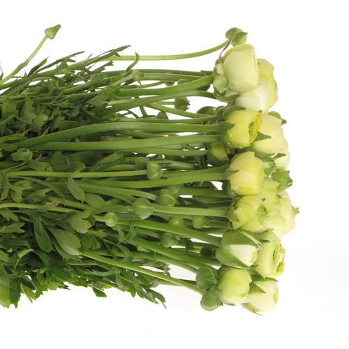 Ranunkel creme Bulbilli 40cm