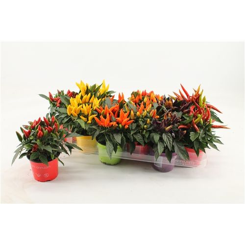 Capsicum mix T10,5 H20