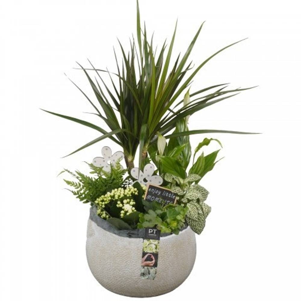 Dracaena.Arr CC262 T23 H054