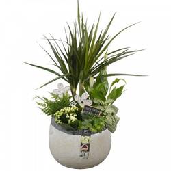 Dracaena.Arr CC262 T23 H054
