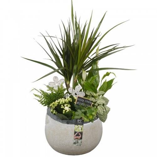 Dracaena.Arr CC262 T23 H054