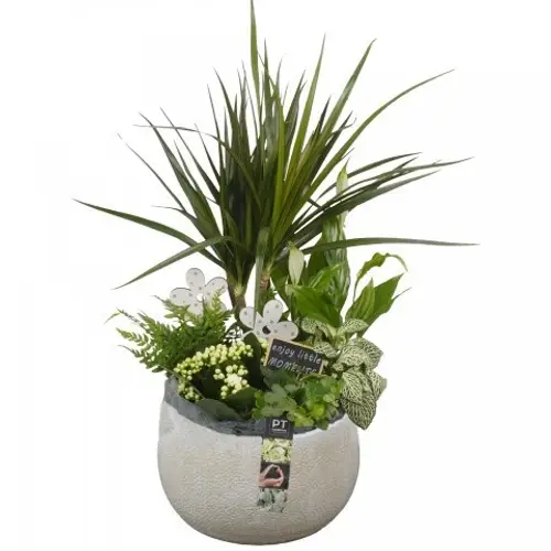 Dracaena.Arr CC262 T23 H054