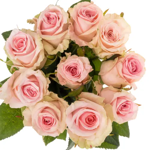 Rose rosa Sweet Dolomiti 60cm Valentinstag