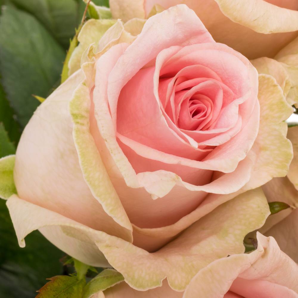 Rose rosa Sweet Dolomiti 60cm Valentinstag