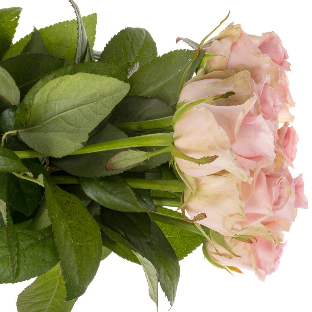 Rose rosa Sweet Dolomiti 60cm Valentinstag