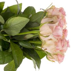 Rose rosa Sweet Dolomiti 60cm Valentinstag