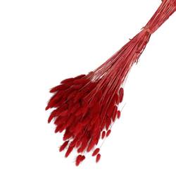 Trocken Lagurus weinrot L65cm 100gr