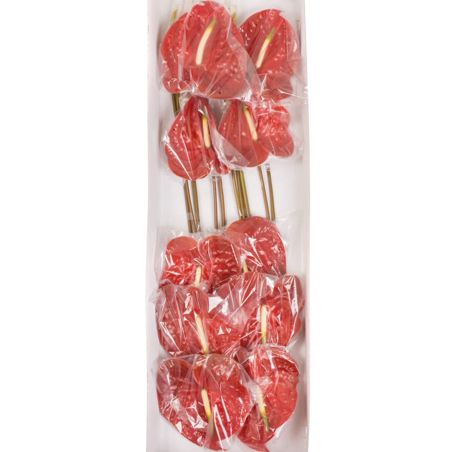 Anthurium rot Calisto Blüte 15cm