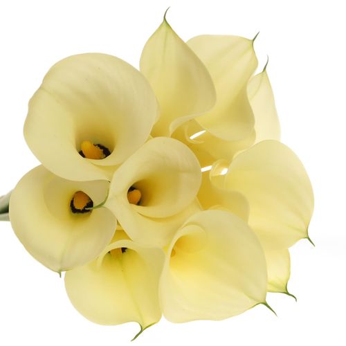 Calla creme Snowstar 60cm