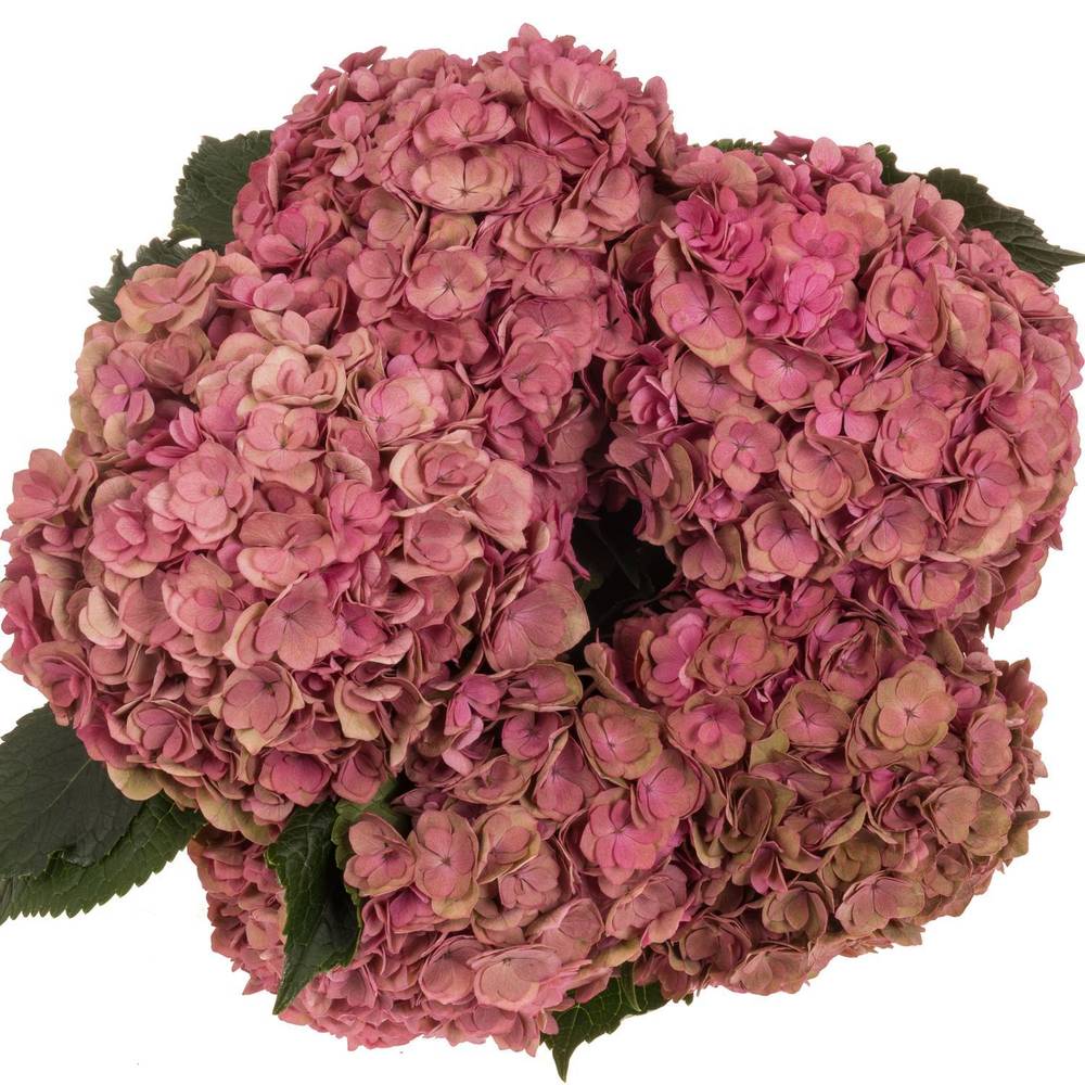Hortensie dunkel rosa/grün  Anastasia cl Bol 21cm 65cm