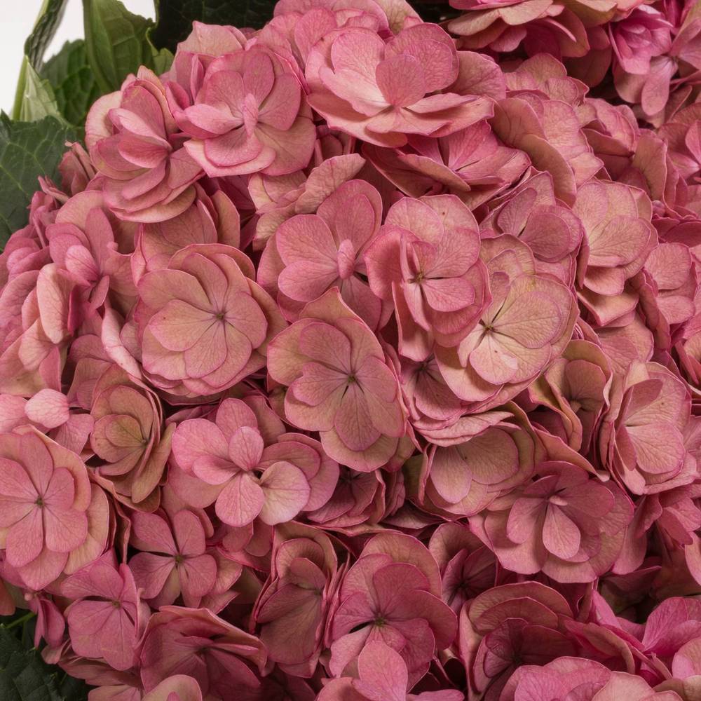 Hortensie dunkel rosa/grün  Anastasia cl Bol 21cm 65cm