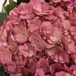 Hortensie dunkel rosa/grün  Anastasia cl Bol 21cm 65cm