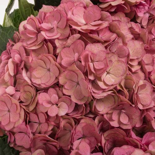 Hortensie dunkel rosa/grün  Anastasia cl Bol 21cm 65cm