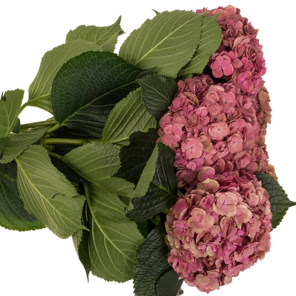 Hortensie dunkel rosa/grün  Anastasia cl Bol 21cm 65cm