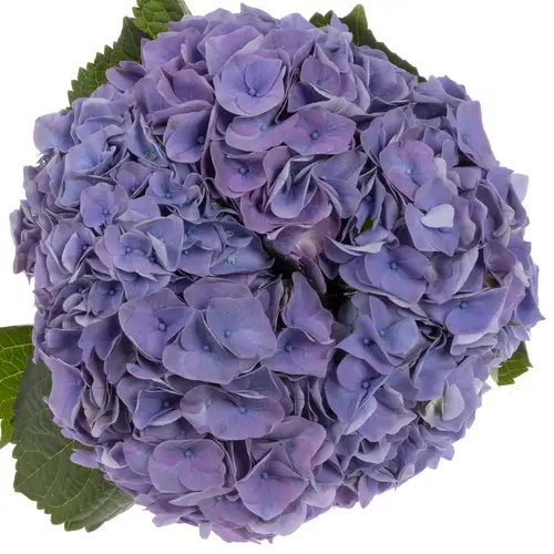 Hortensie milka My   Riviera Bol 22cm 80cm