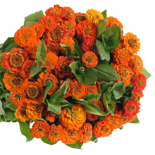 Zinnie orange 45cm