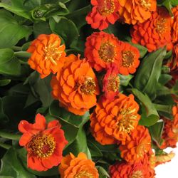 Zinnie orange 45cm