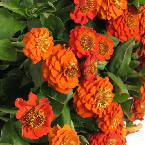 Zinnie orange 45cm