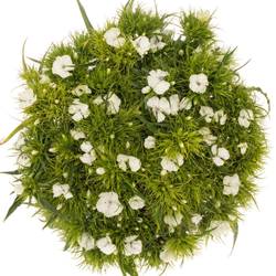 Bartnelke weiss 50cm