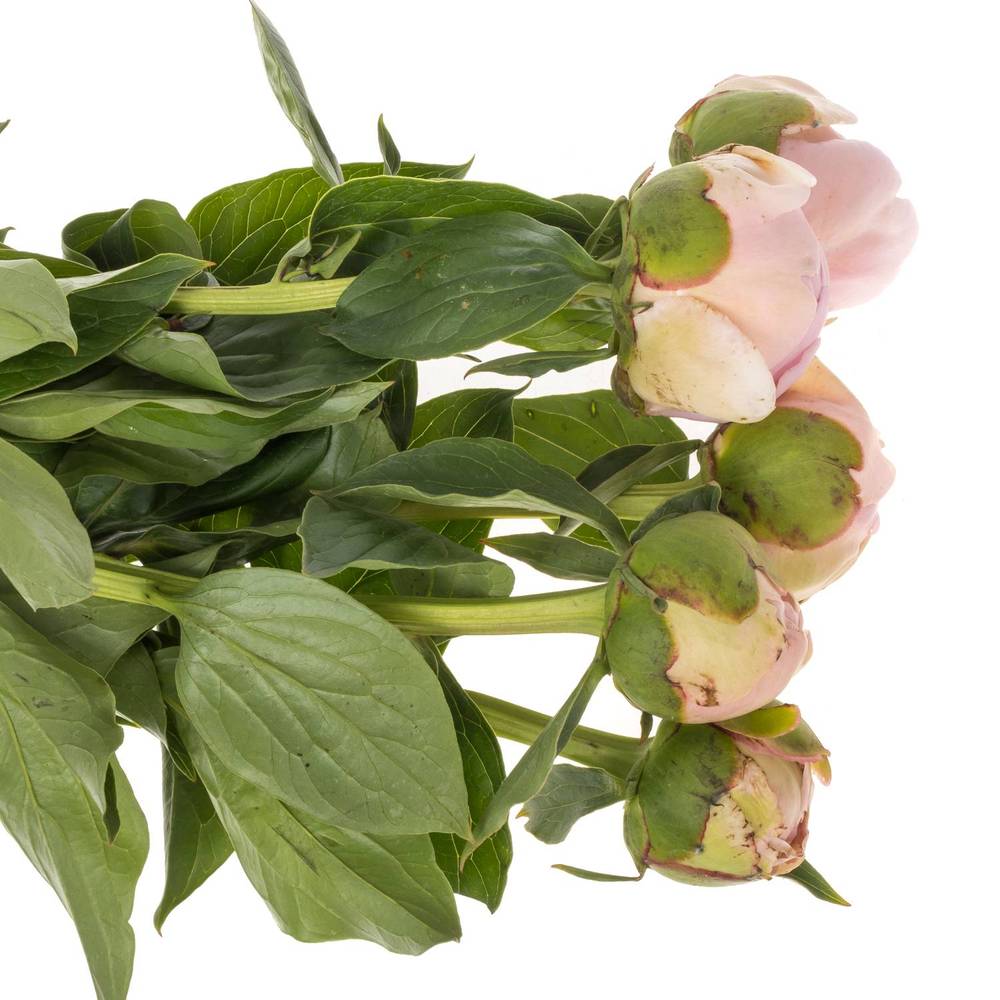 Pfingstrose rosa Cheeks 55cm Molenaar