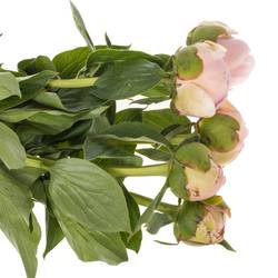Pfingstrose rosa Cheeks 55cm Molenaar