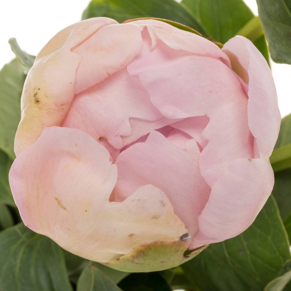 Pfingstrose rosa Cheeks 55cm Molenaar