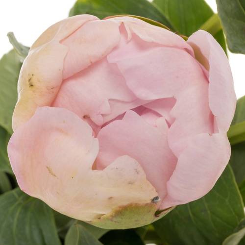 Pfingstrose rosa Cheeks 55cm Molenaar