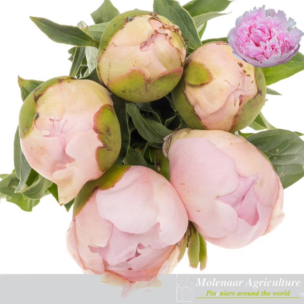 Pfingstrose rosa Cheeks 55cm Molenaar