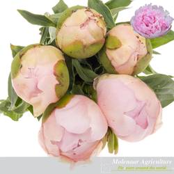 Pfingstrose rosa Cheeks 55cm Molenaar
