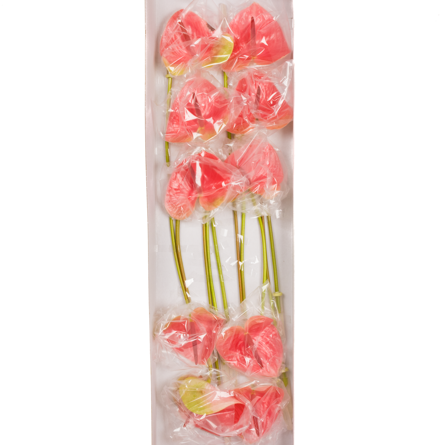 Anthurium rosa Christina Blüte 15cm