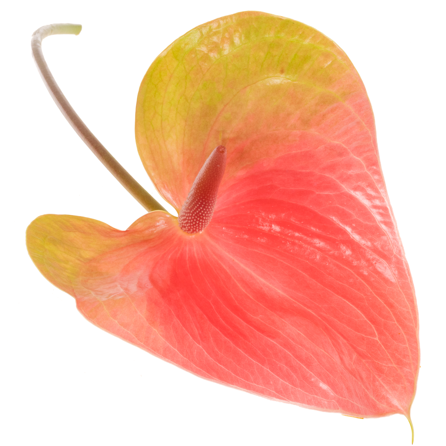 Anthurium rosa Christina Blüte 15cm