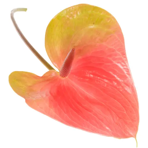 Anthurium rosa Christina Blüte 15cm
