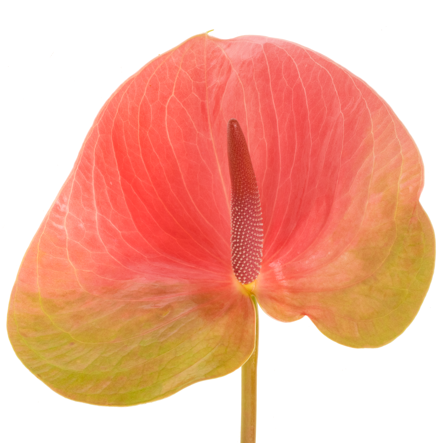 Anthurium rosa Christina Blüte 15cm