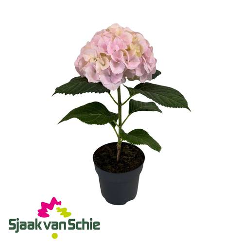 Hortensie rosa Fusion T17 H050