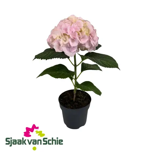 Hortensie rosa Fusion T17 H050