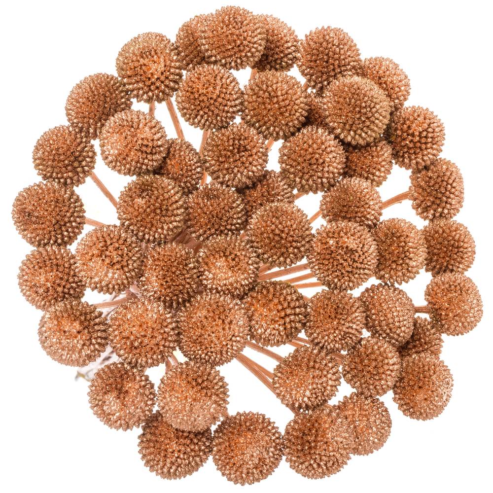 Craspedia kupfer gefärbt 70cm
