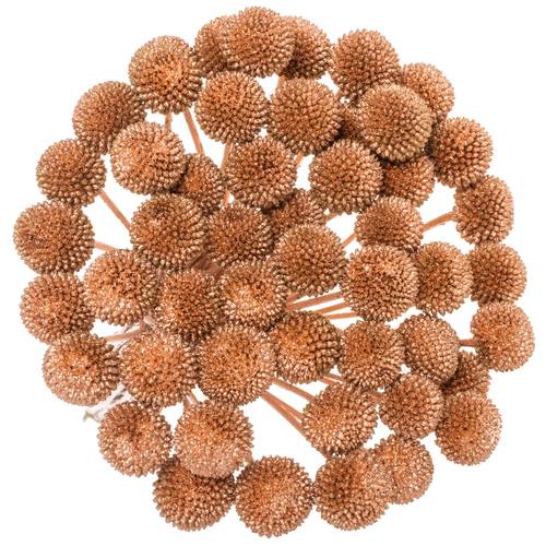 Craspedia kupfer gefärbt 70cm