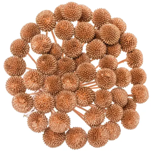 Craspedia kupfer gefärbt 70cm