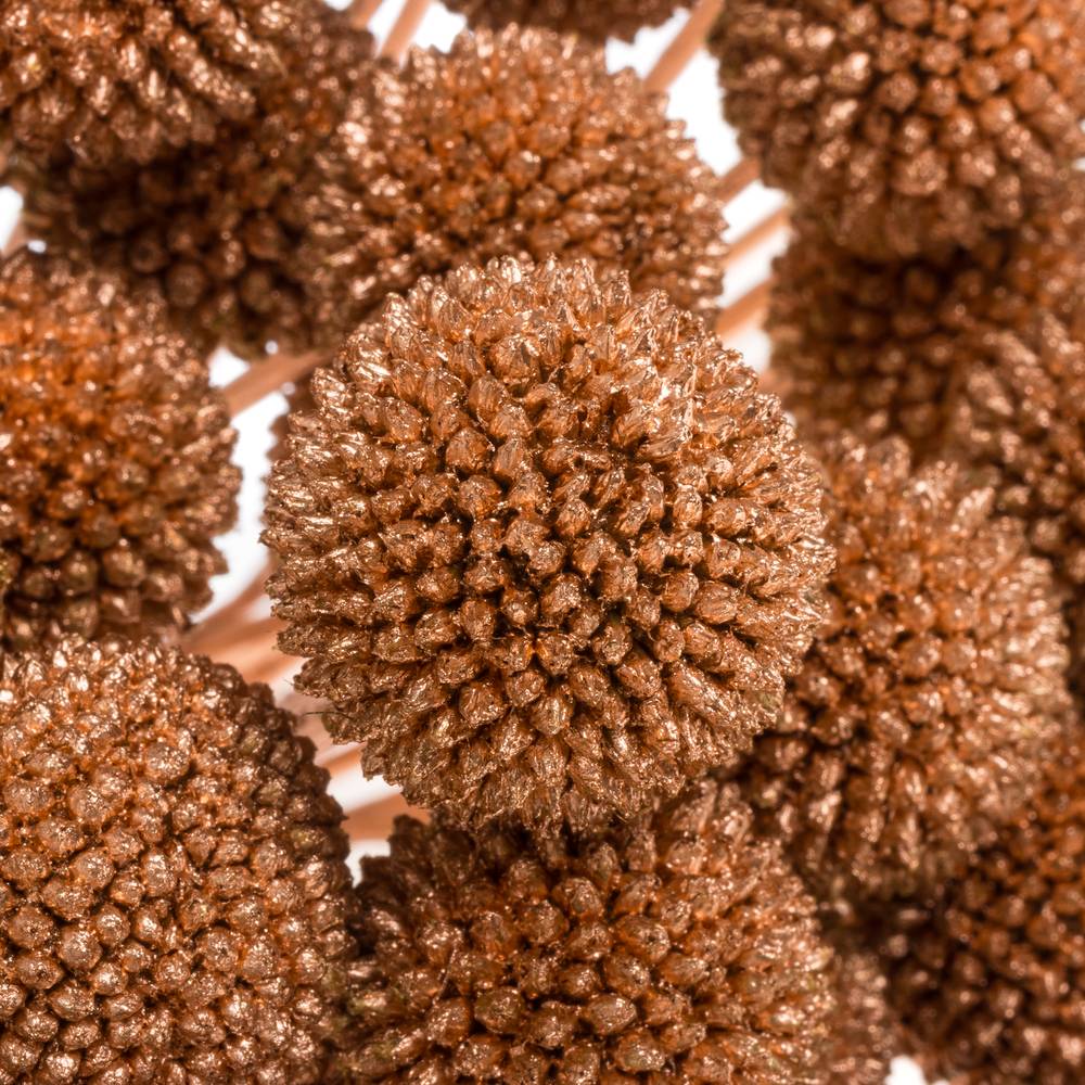 Craspedia kupfer gefärbt 70cm