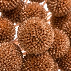 Craspedia kupfer gefärbt 70cm