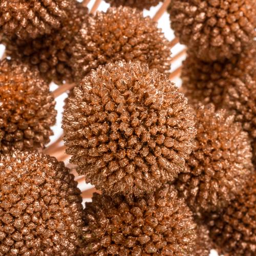 Craspedia kupfer gefärbt 70cm