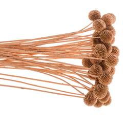 Craspedia kupfer gefärbt 70cm