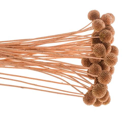 Craspedia kupfer gefärbt 70cm