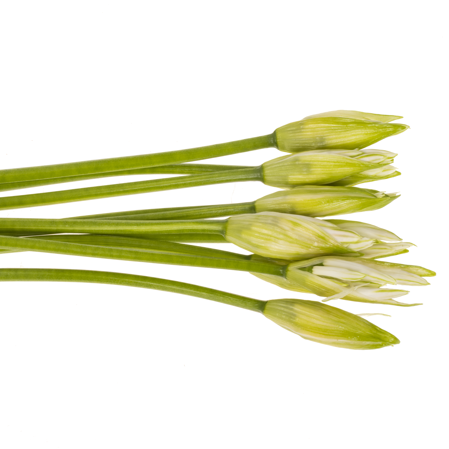 Nerine weiss Bianca Perla 70cm