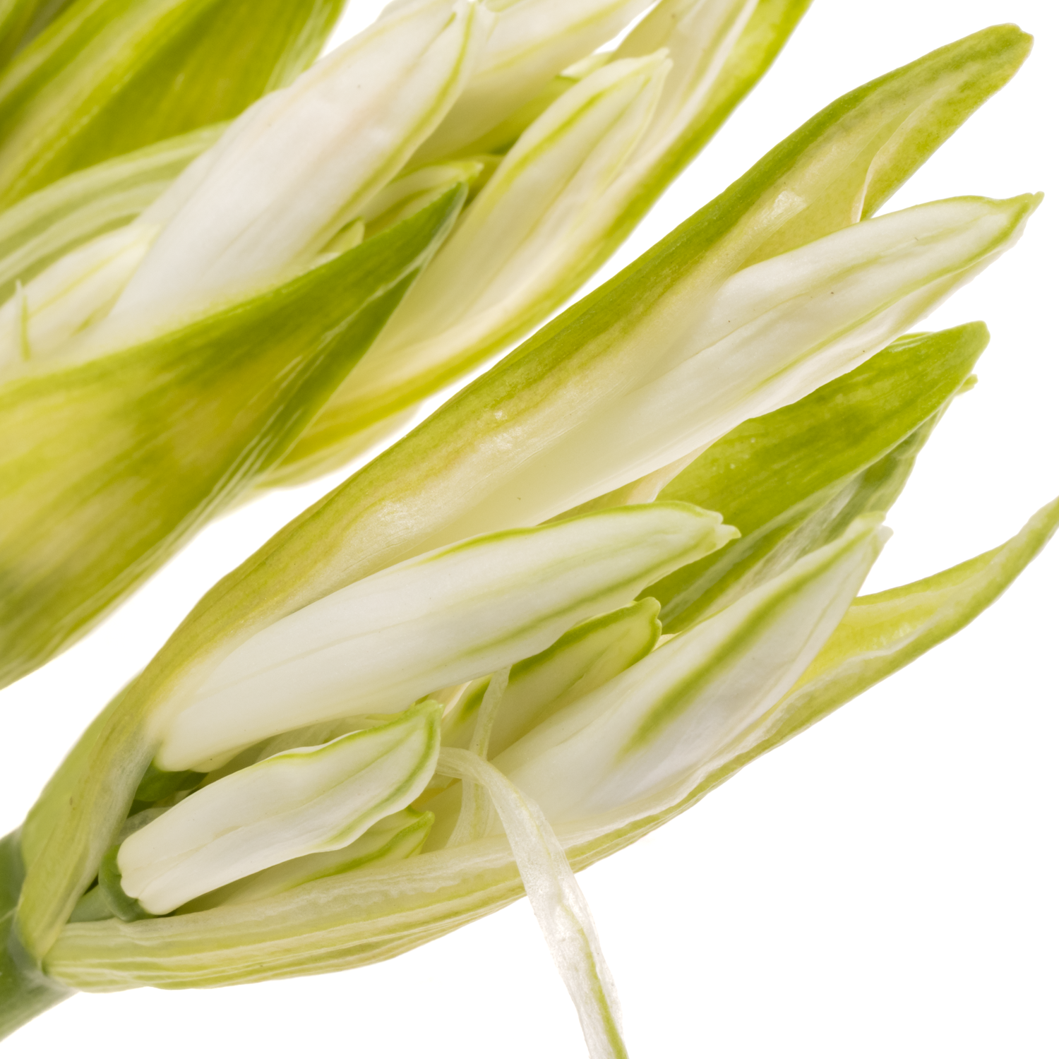 Nerine weiss Bianca Perla 70cm