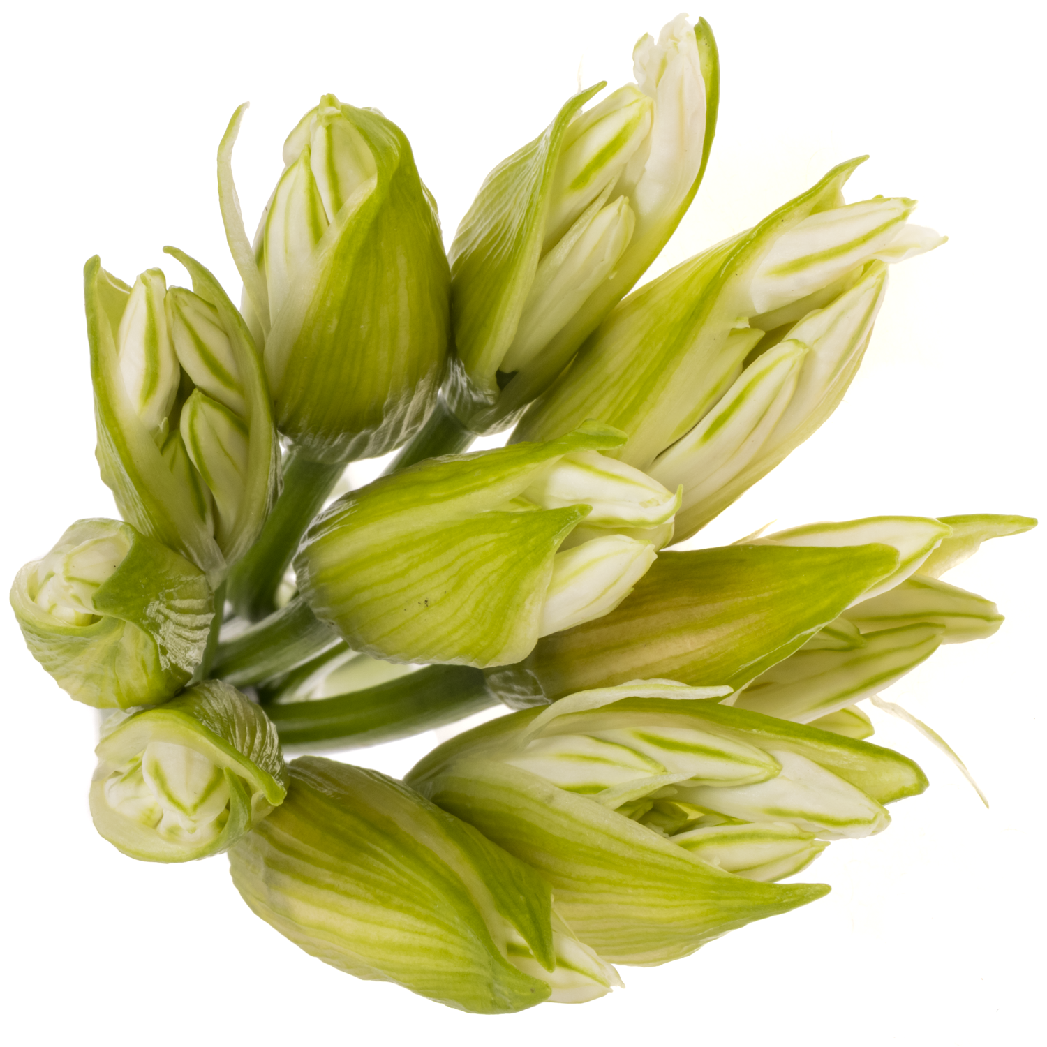 Nerine weiss Bianca Perla 70cm