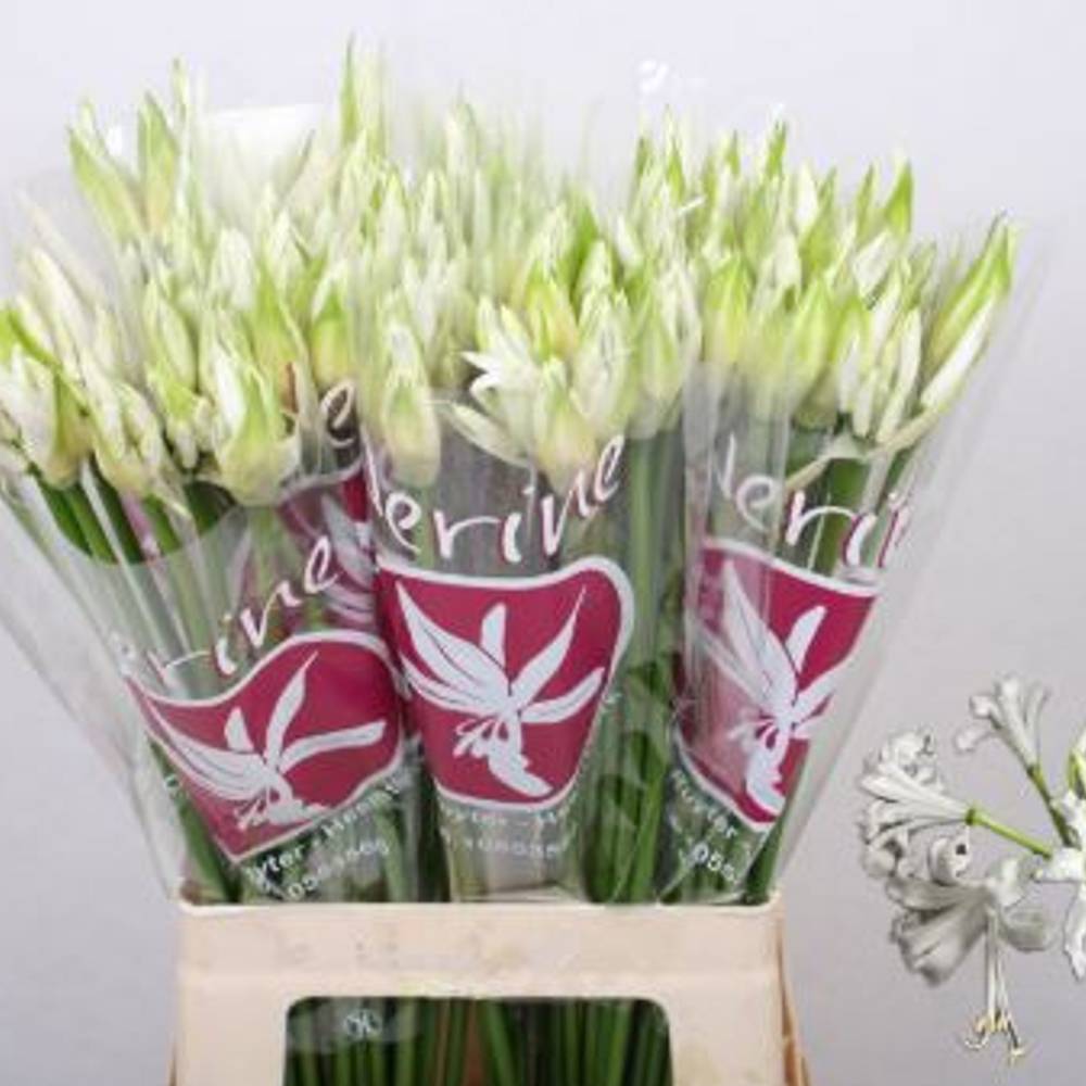 Nerine weiss Bianca Perla 70cm
